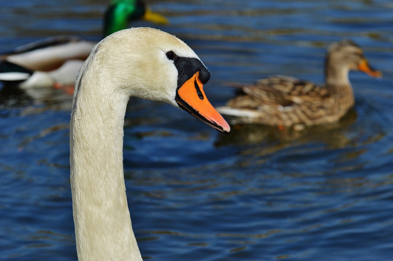 swan water bird animal world free photo