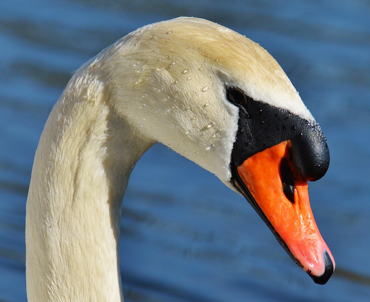 swan water bird animal world free photo