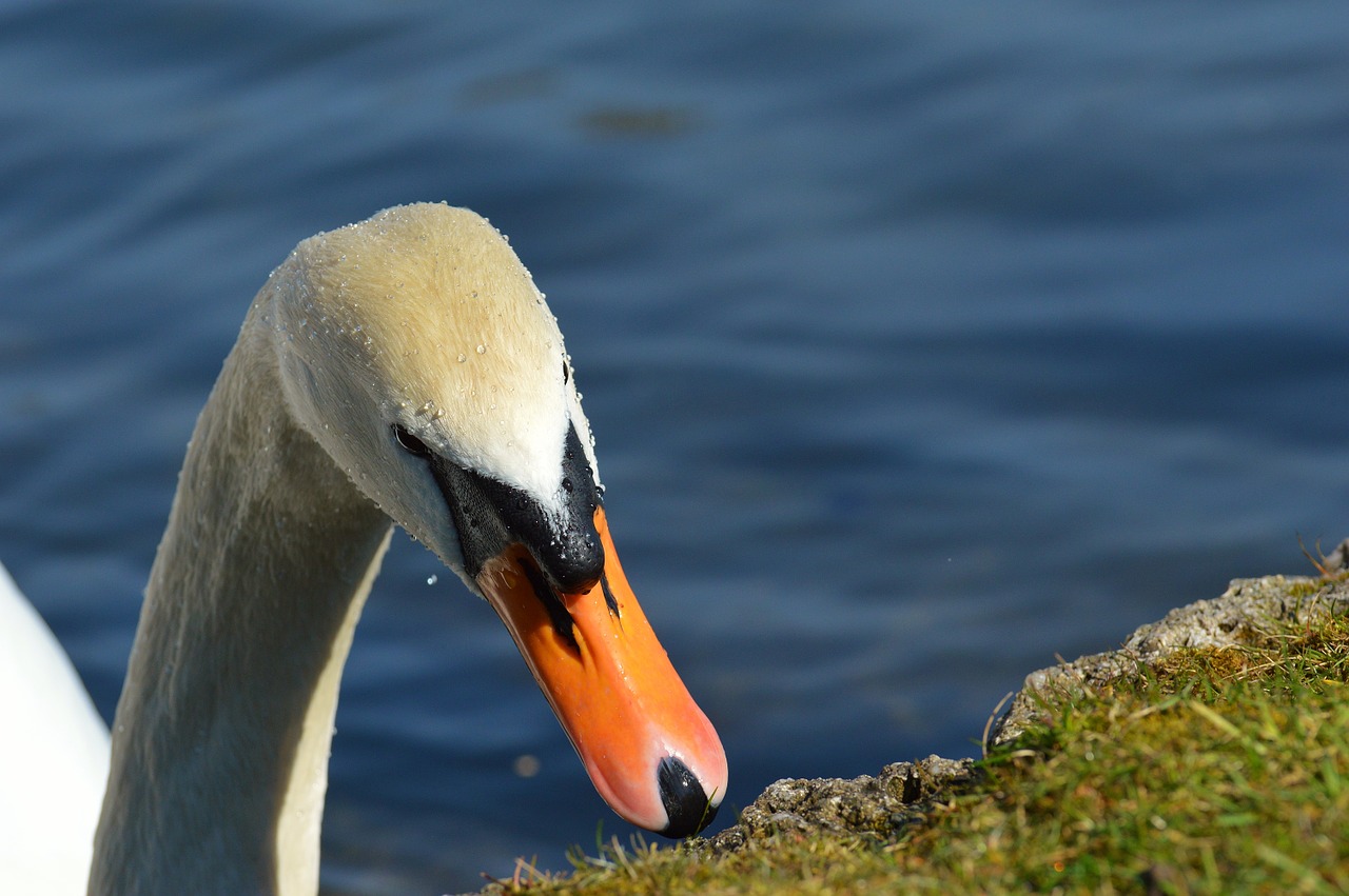 swan water bird animal world free photo