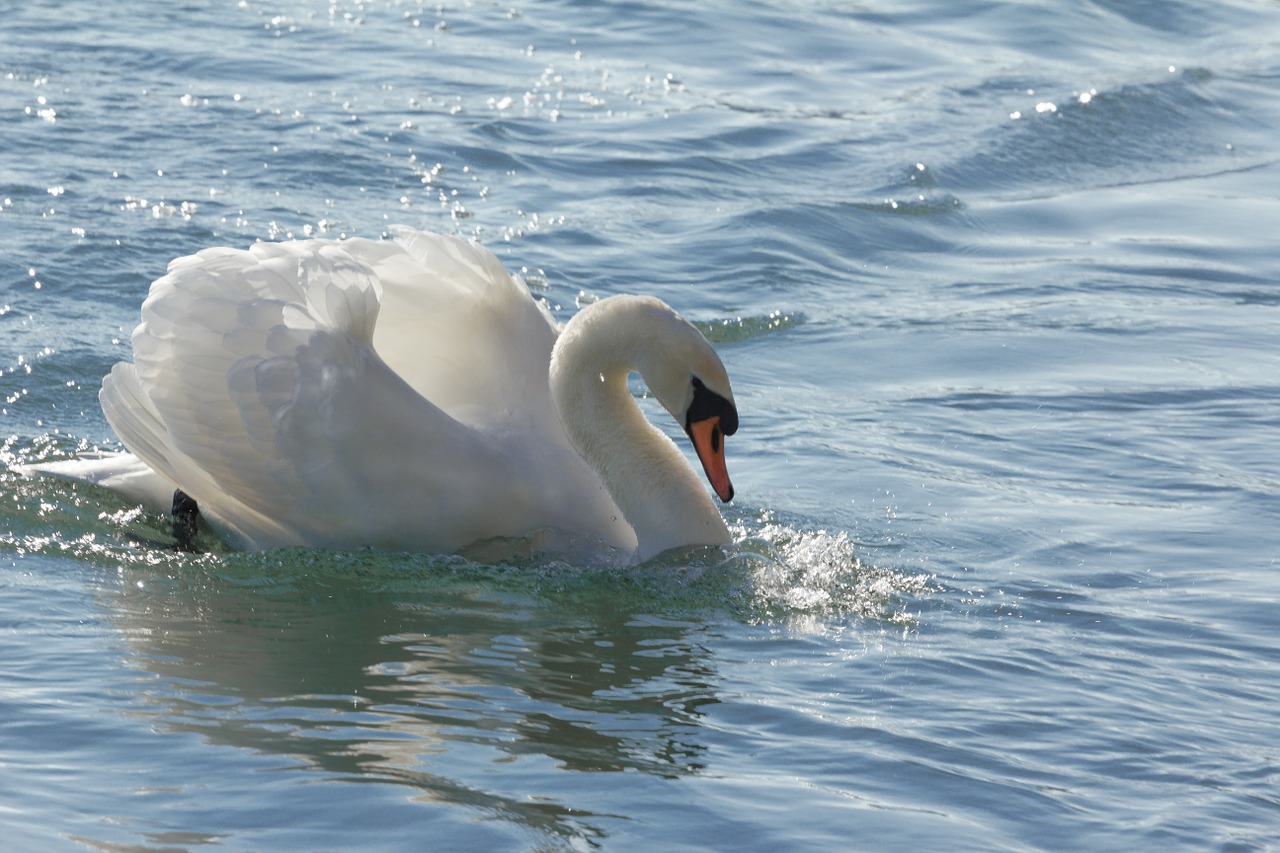 swan water bird pride free photo