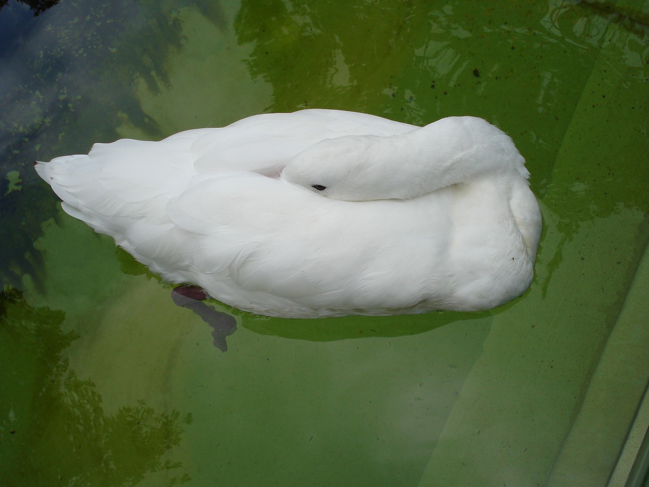 swan sleeping nature free photo