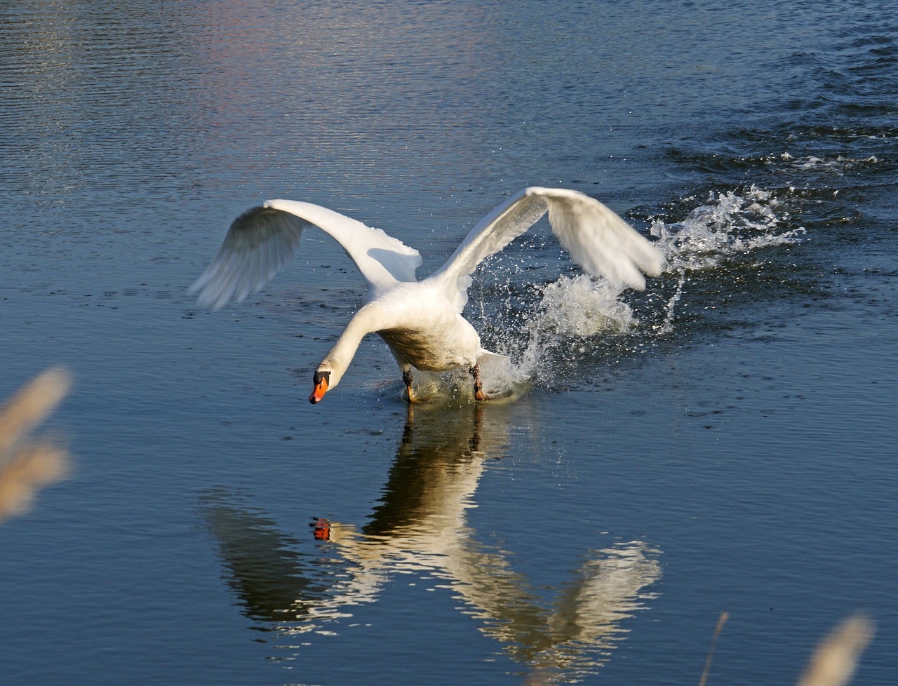 swan departure start free photo