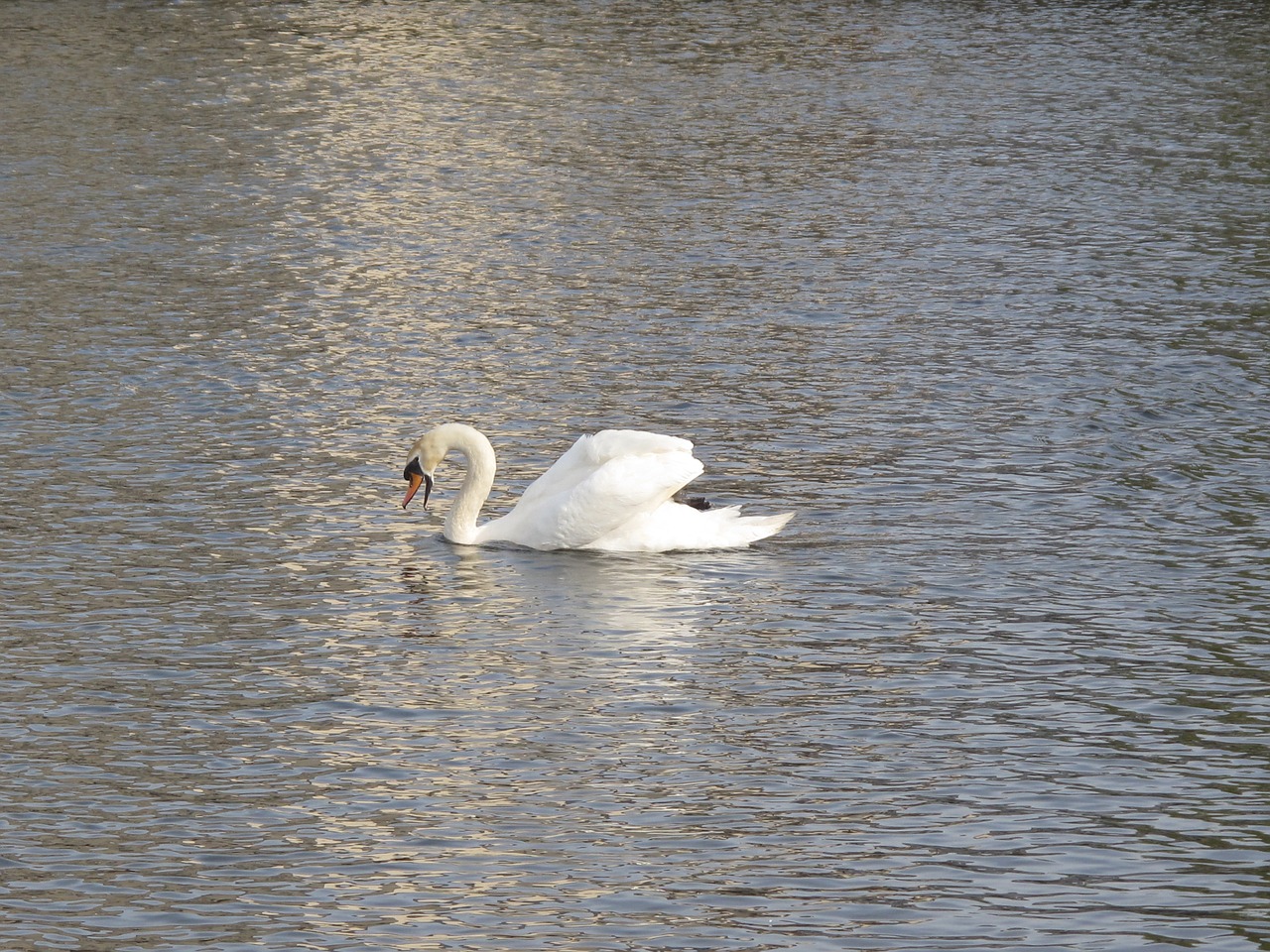 swan water bird free photo