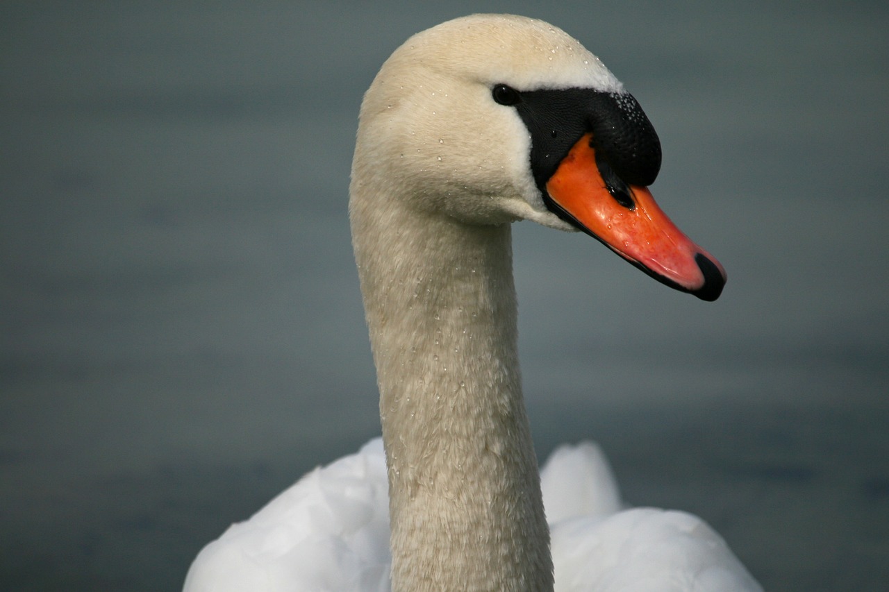 swan mute swan bird free photo