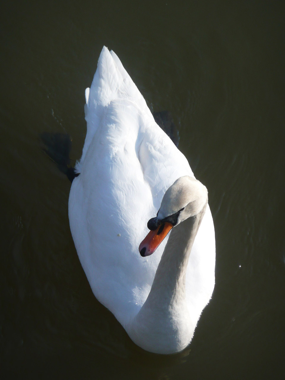 swan water swan free photo