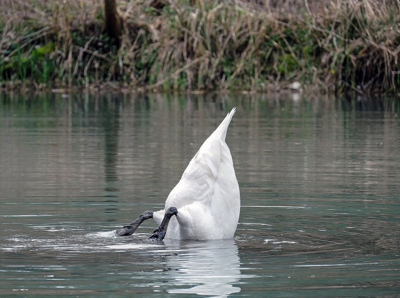 swan bird lake free photo