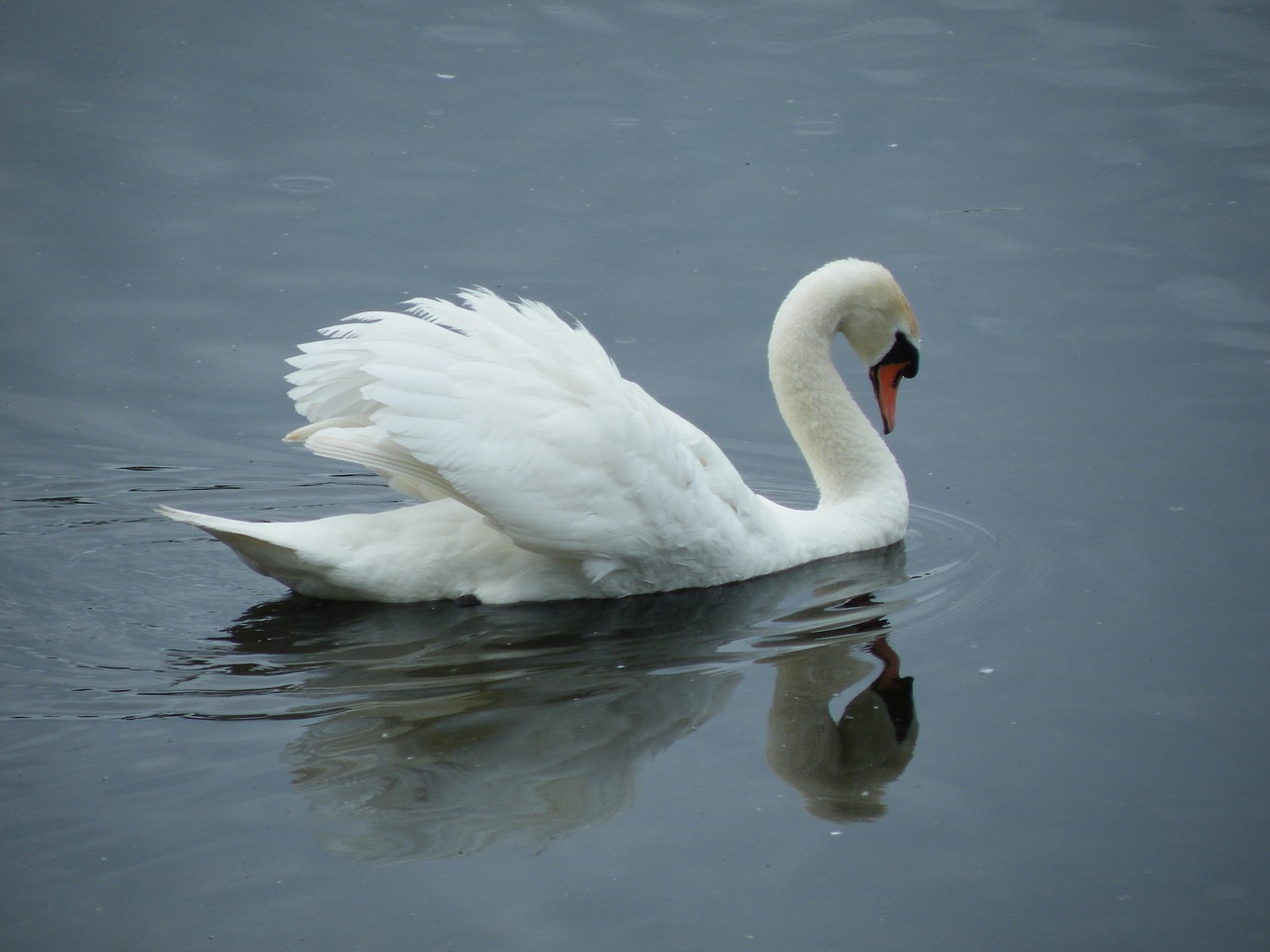 swan bird white free photo