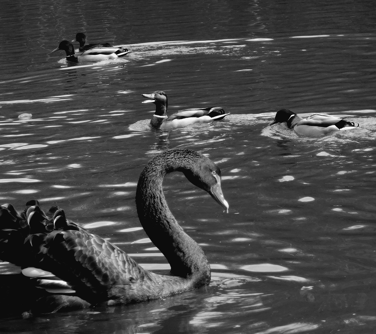 swan duck lake free photo