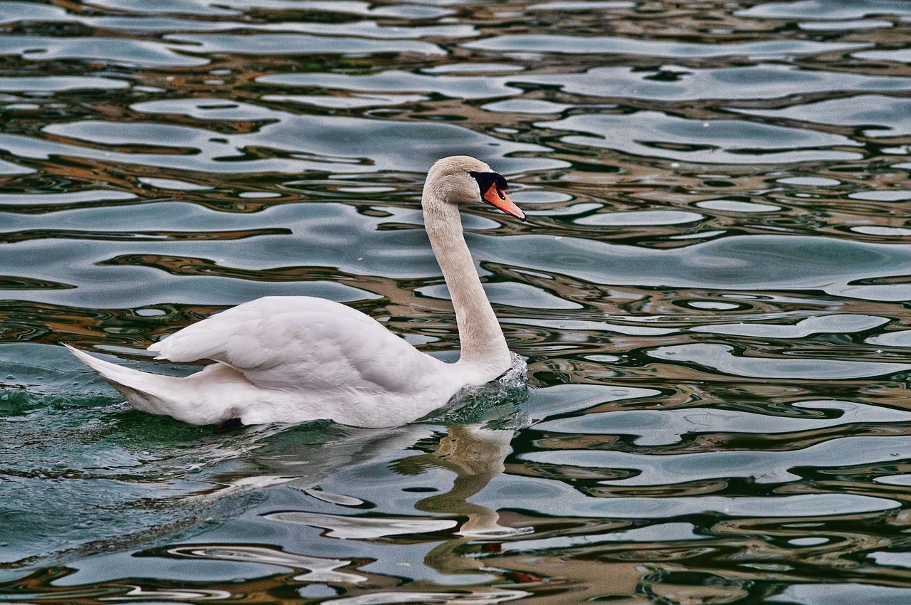 swan river water's edge free photo