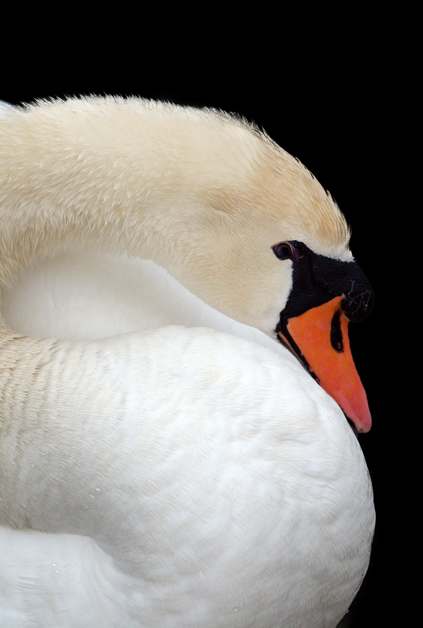 swan beak bird free photo