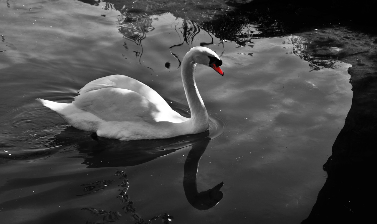 swan solitude water free photo