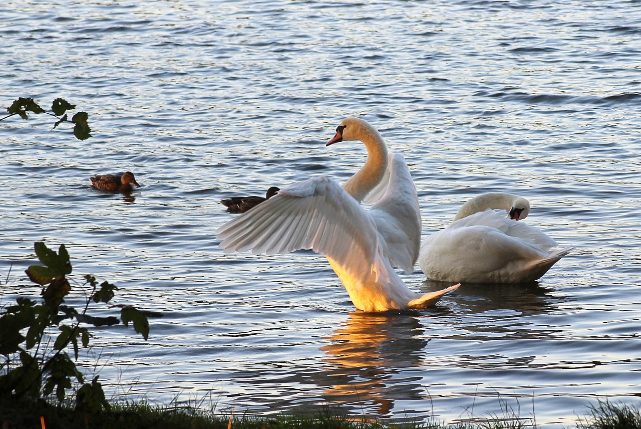 swan wing sunset free photo