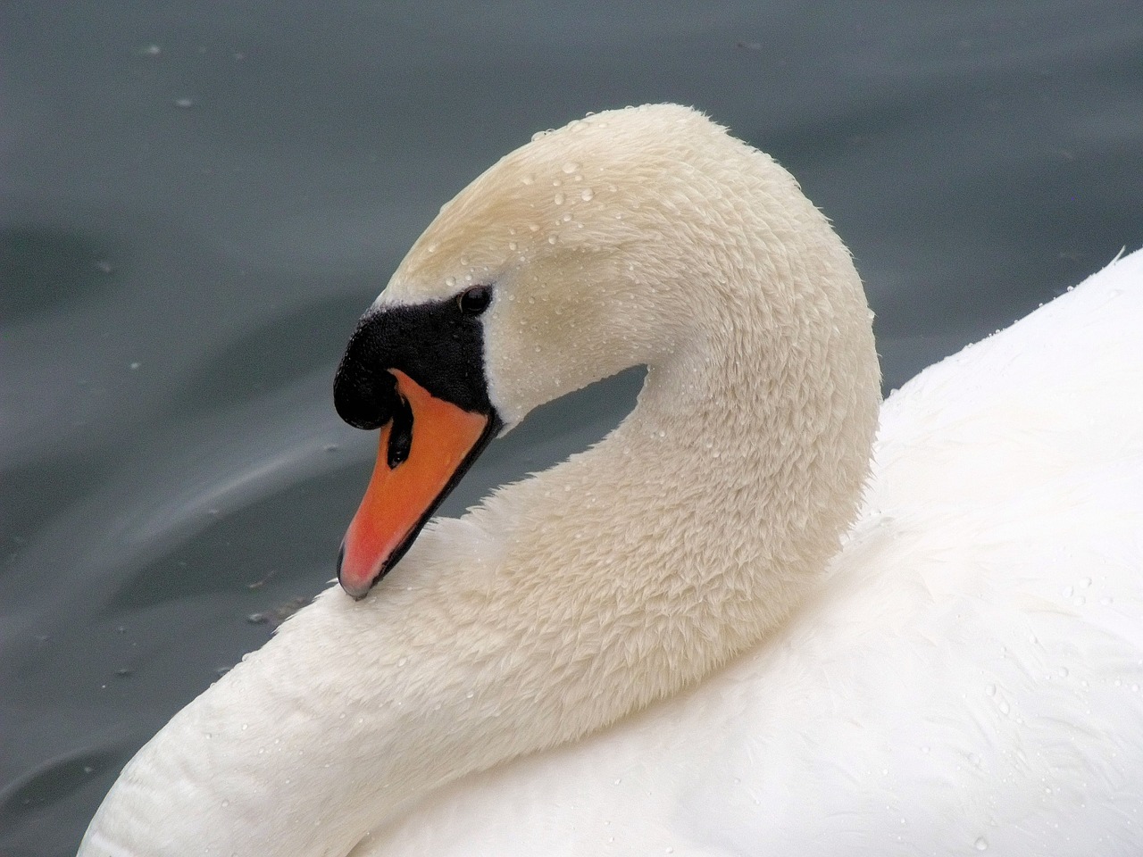 swan bashful bird free photo