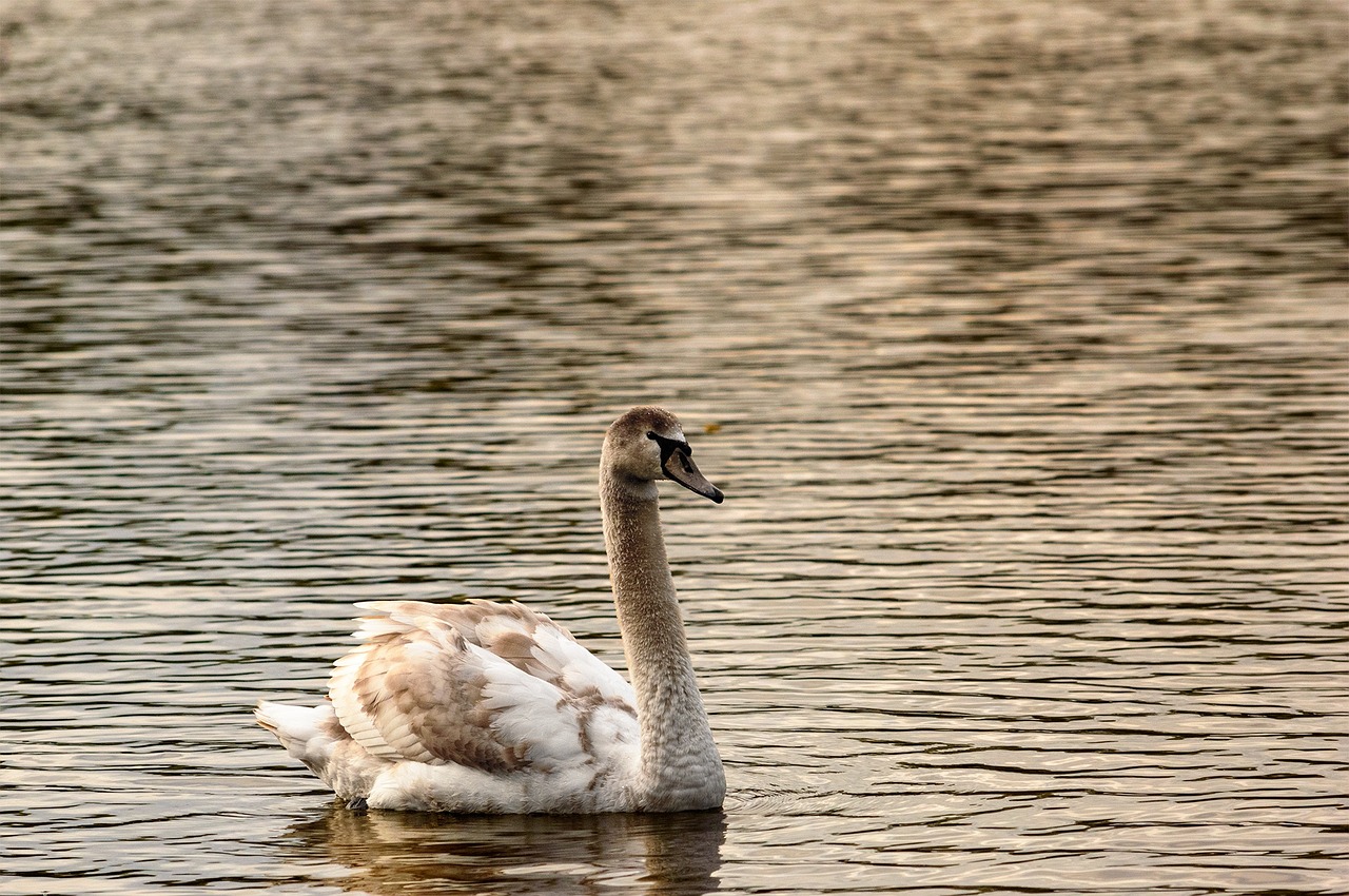 swan water bird swans free photo