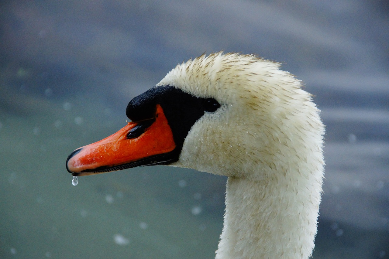 swan head black free photo
