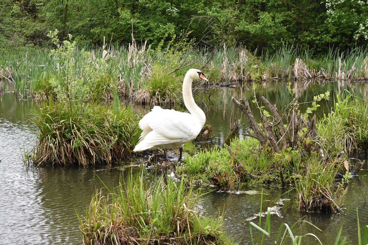 swan bird pond free photo