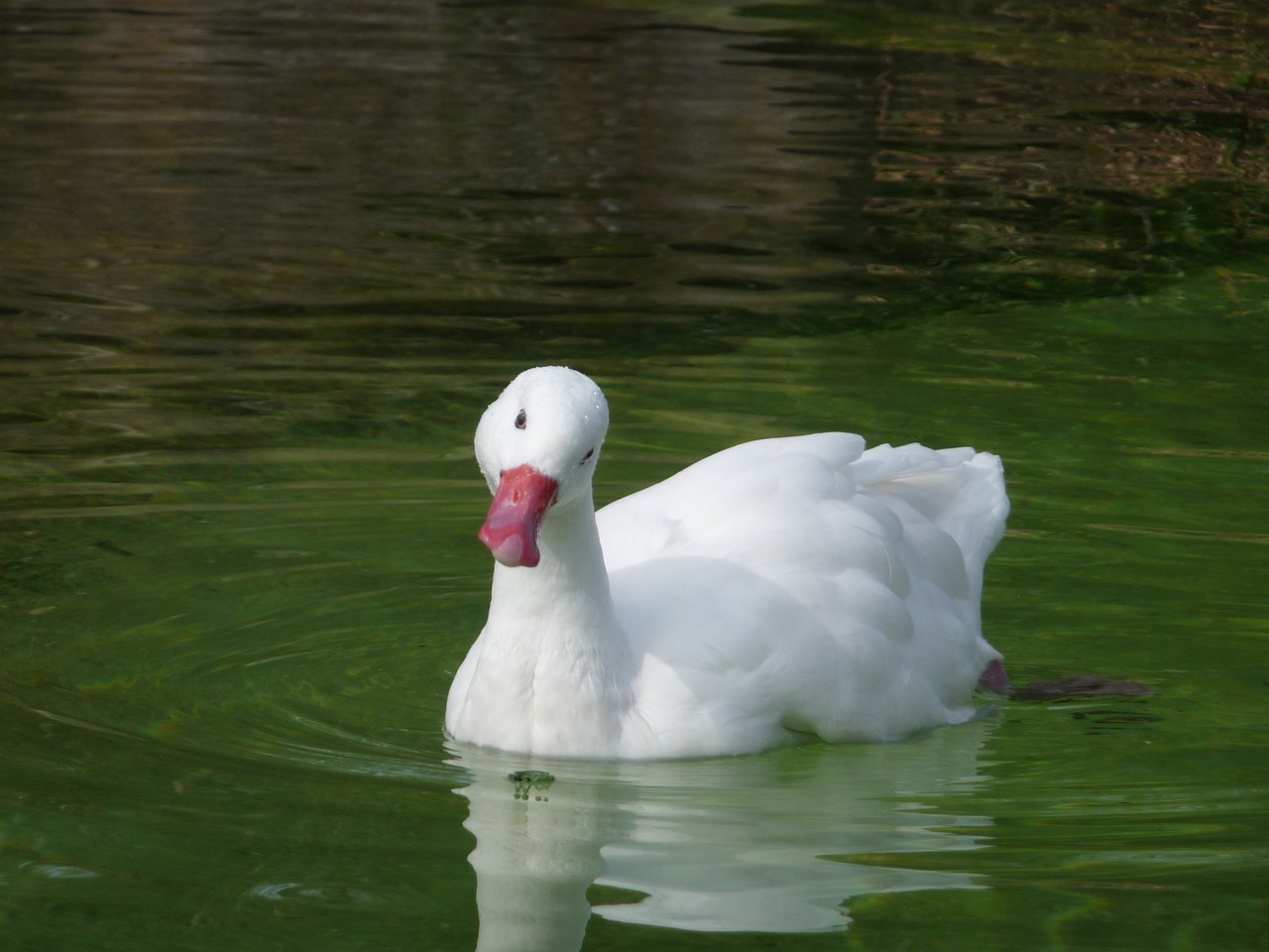 swan water white free photo