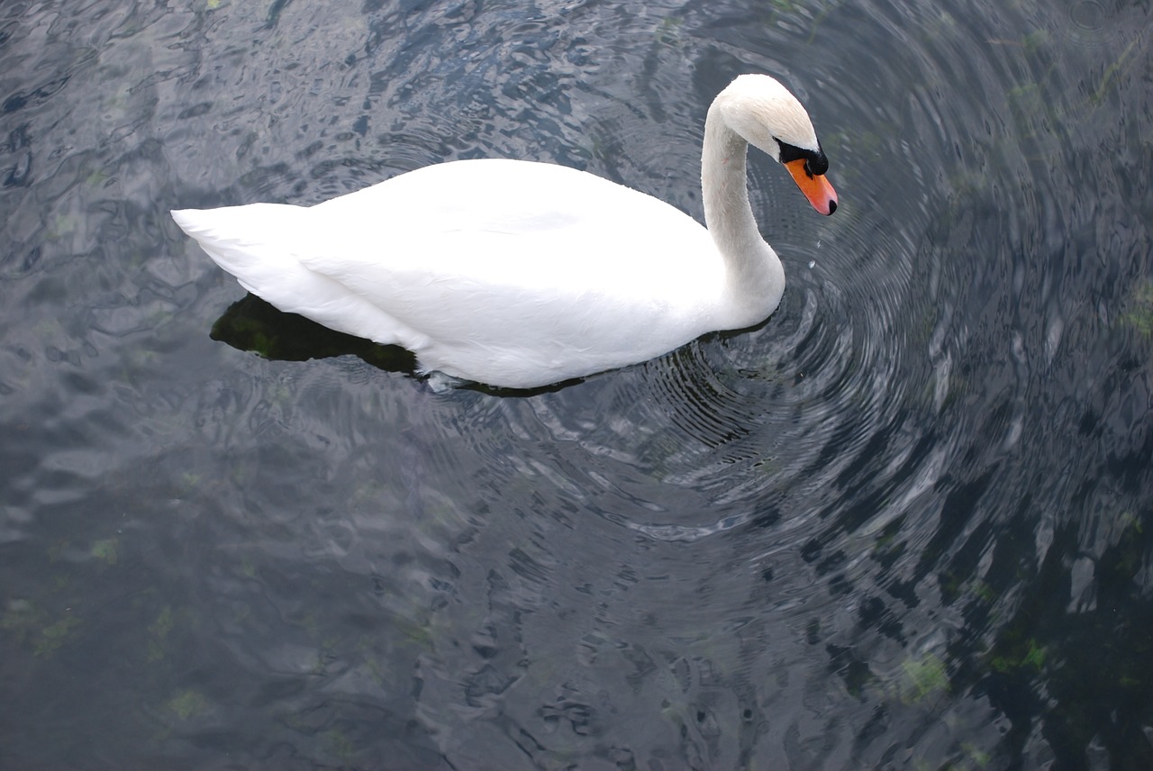 swan water lake free photo