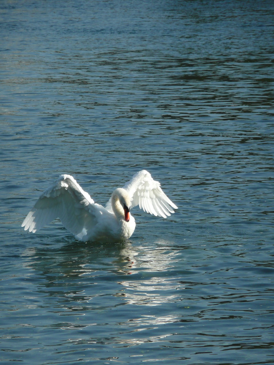 swan rhine white free photo