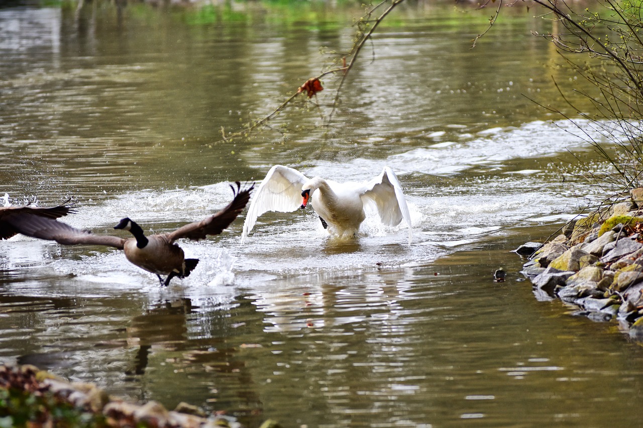 swan goose water bird free photo