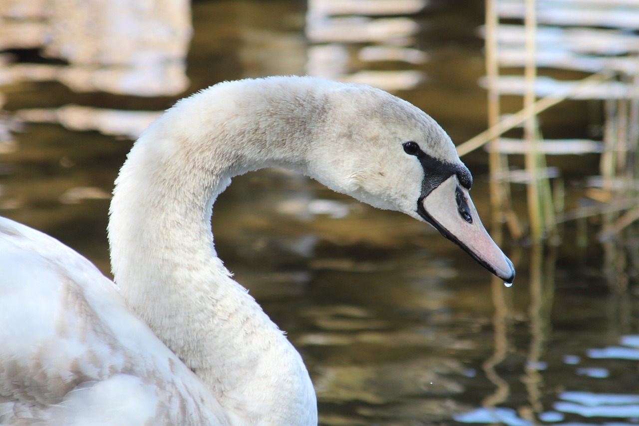 swan animal bird free photo