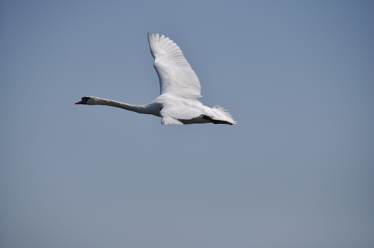swan bird sky free photo