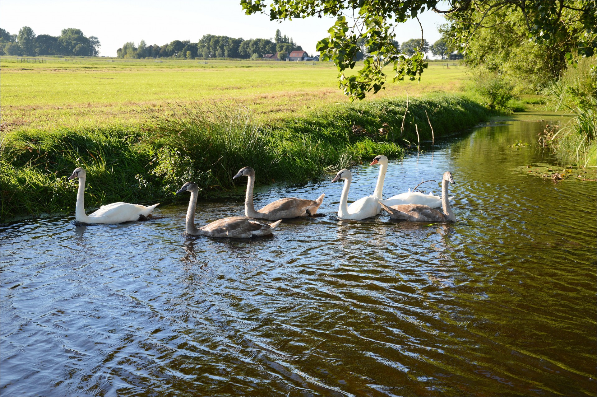 swan animal bird free photo