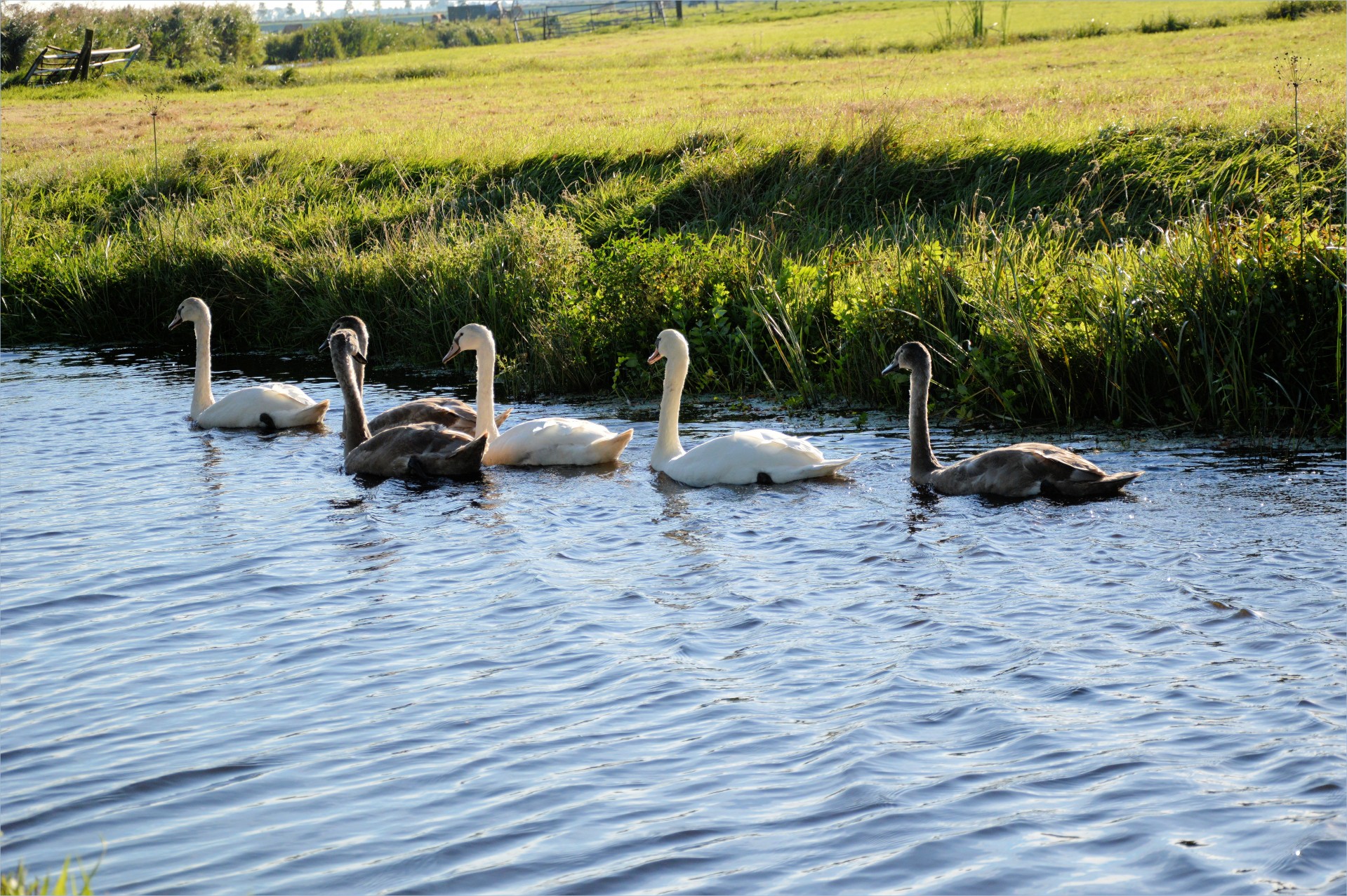 swan animal bird free photo