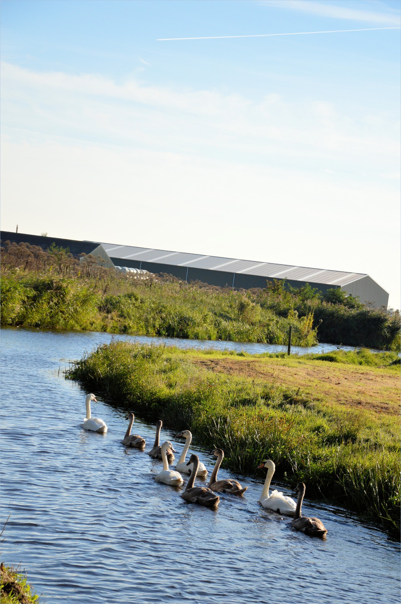 swan animal bird free photo