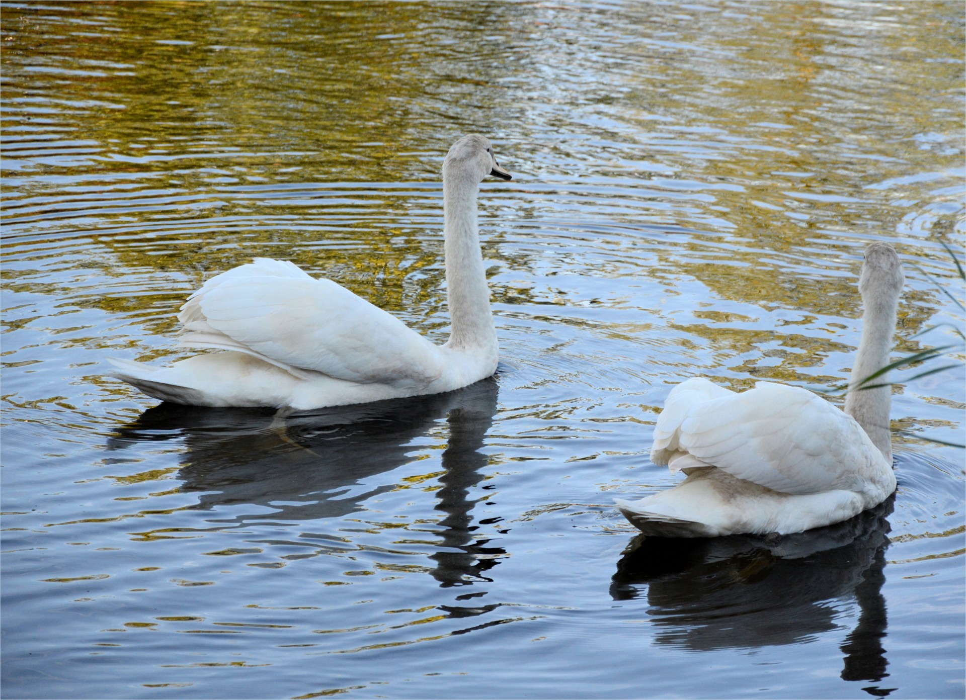 swan animal bird free photo