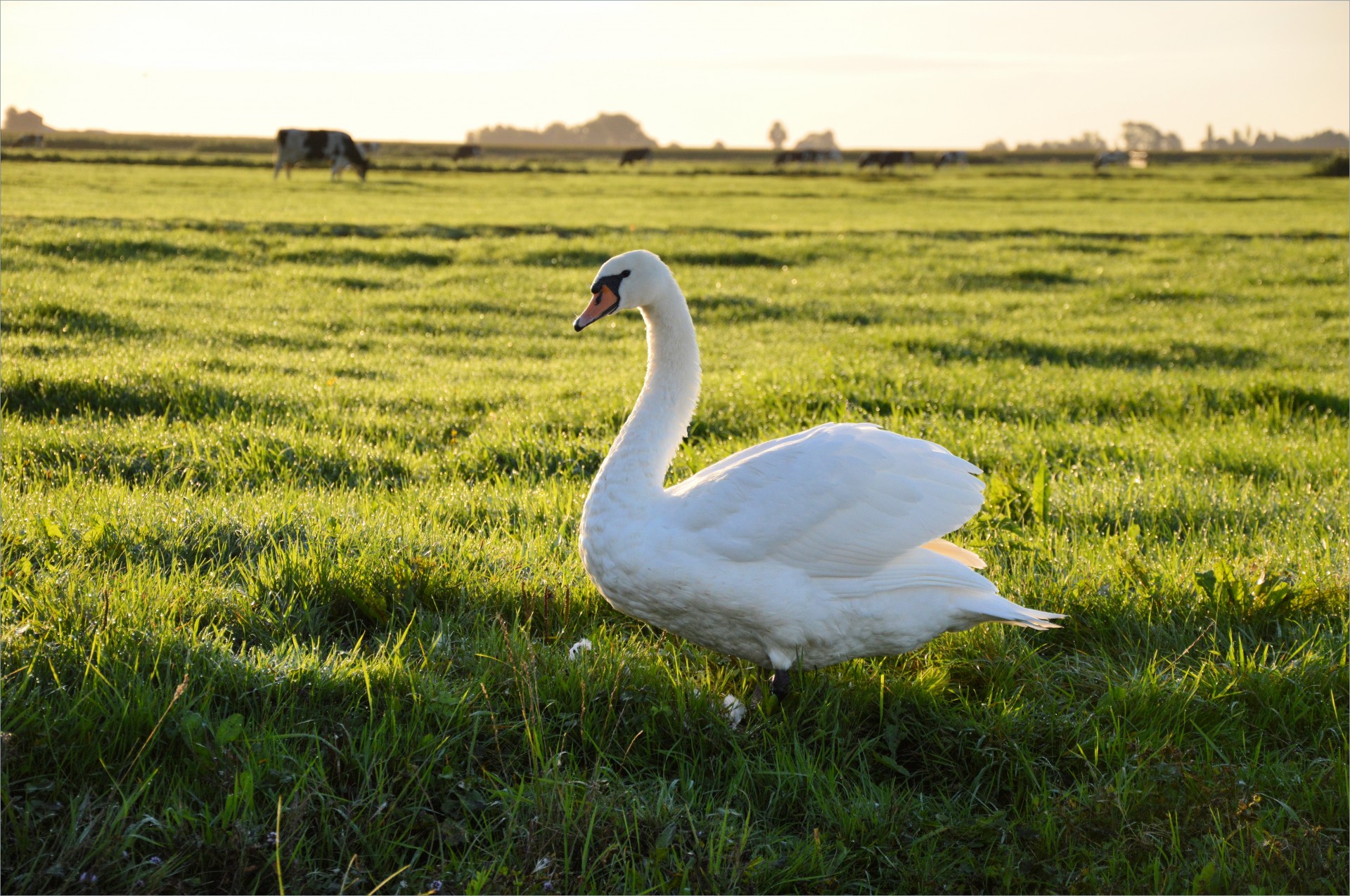 swan animal bird free photo