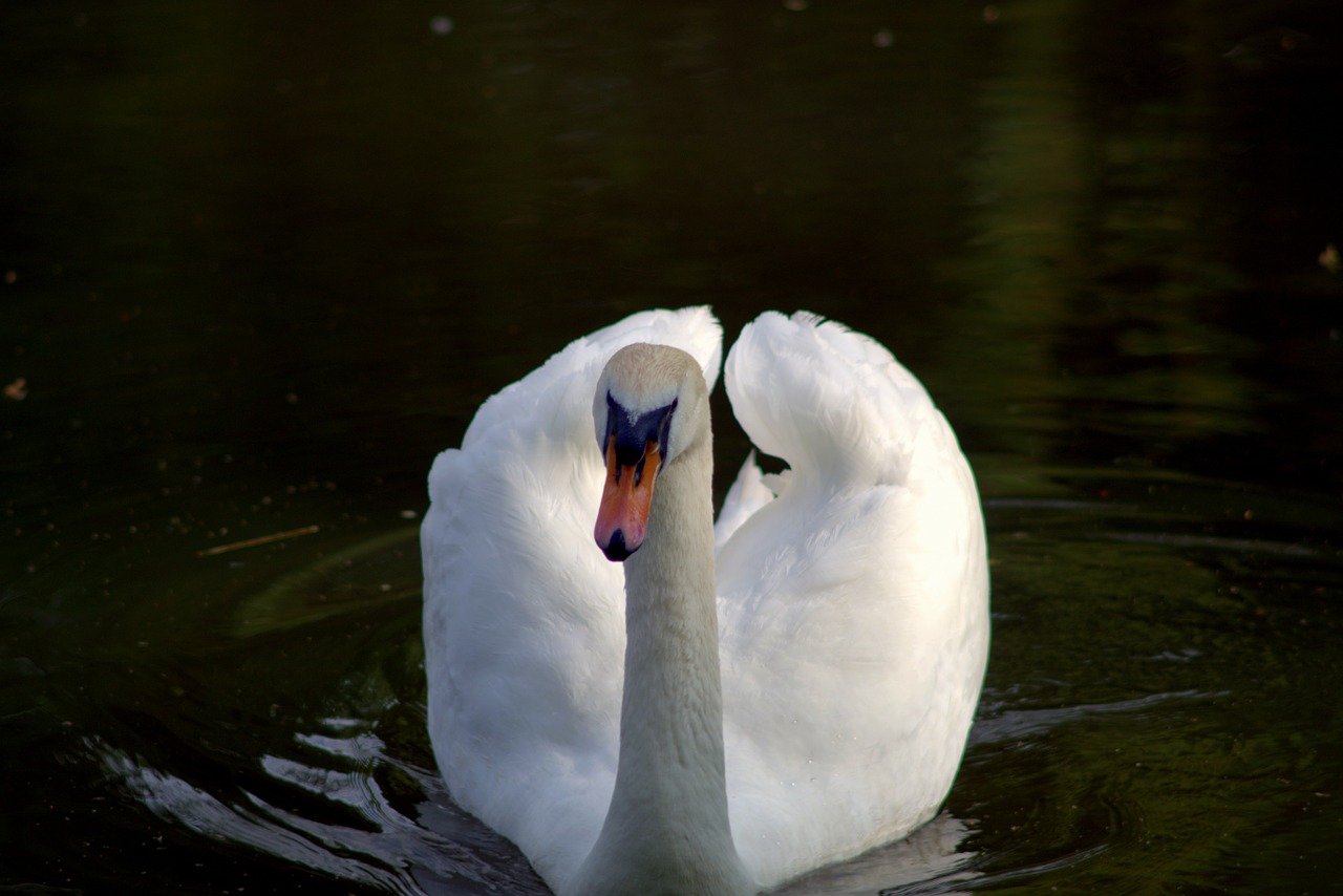 swan bird white free photo