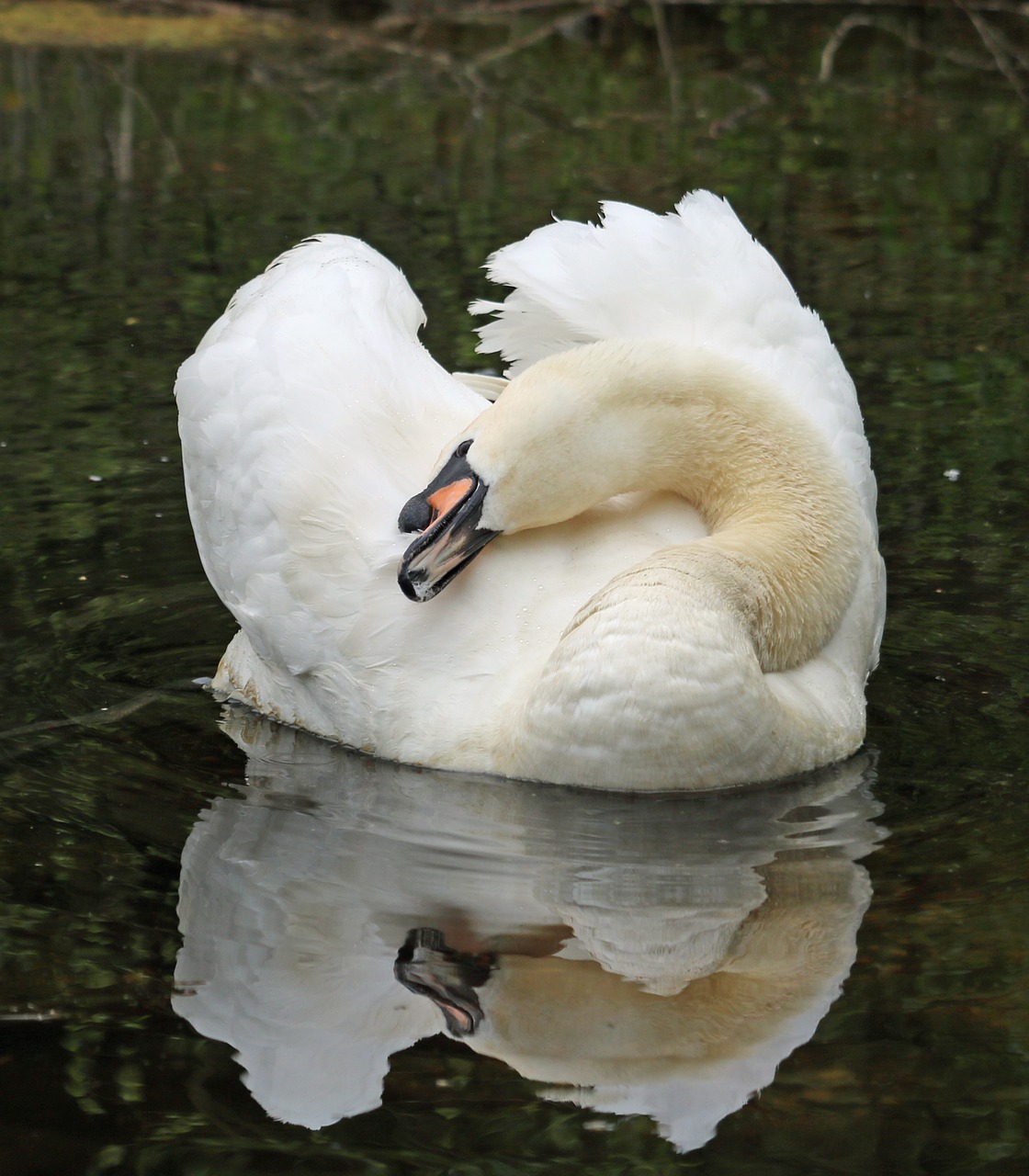 swan reflection water free photo