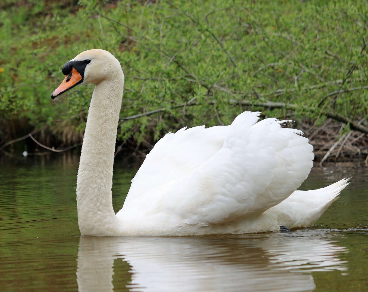 swan water bird free photo