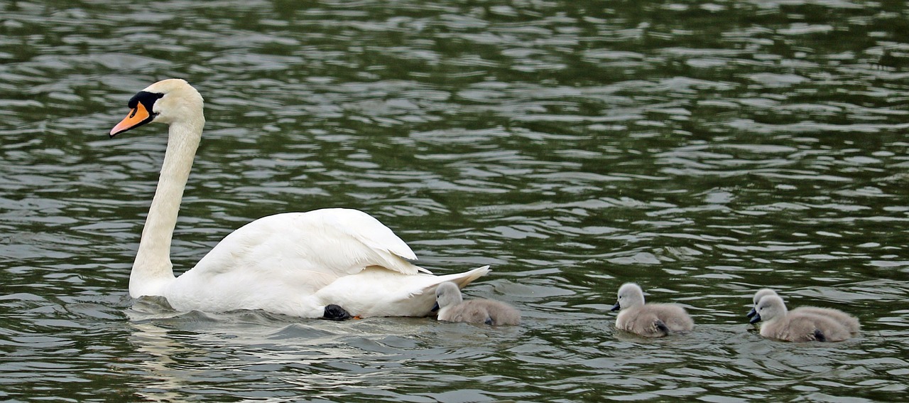 swan signets mother free photo