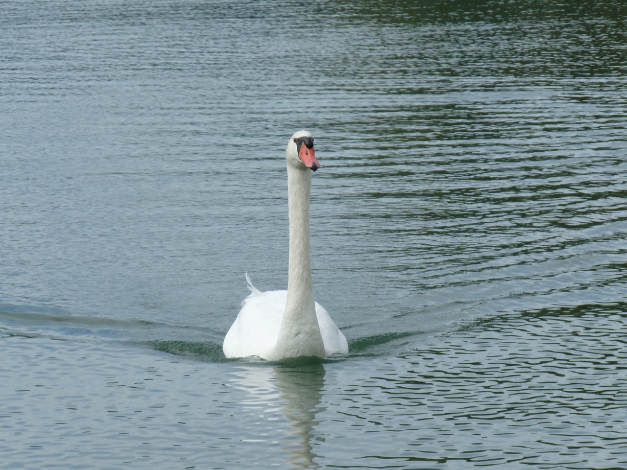 swan water lake free photo