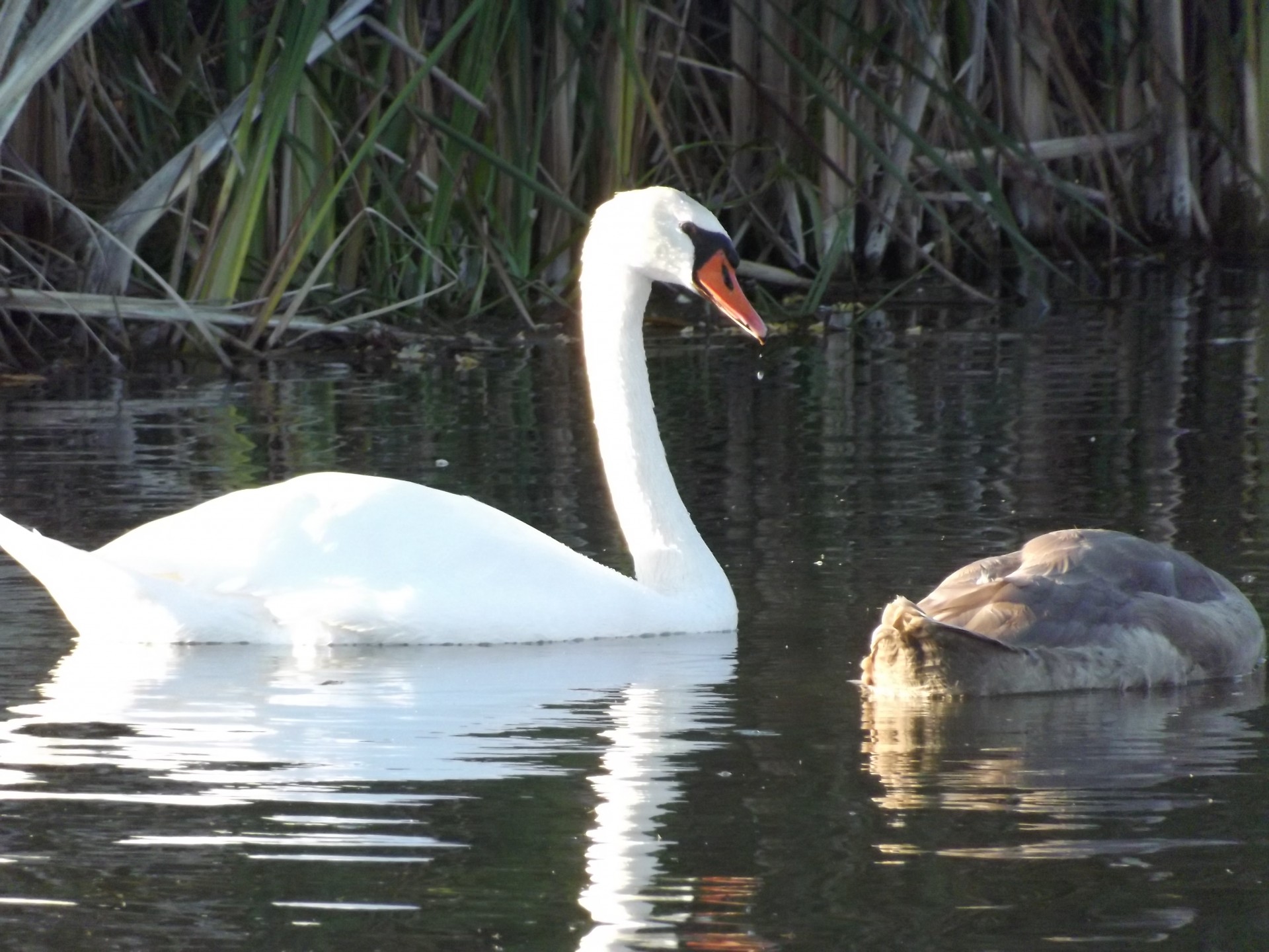 swans white water free photo