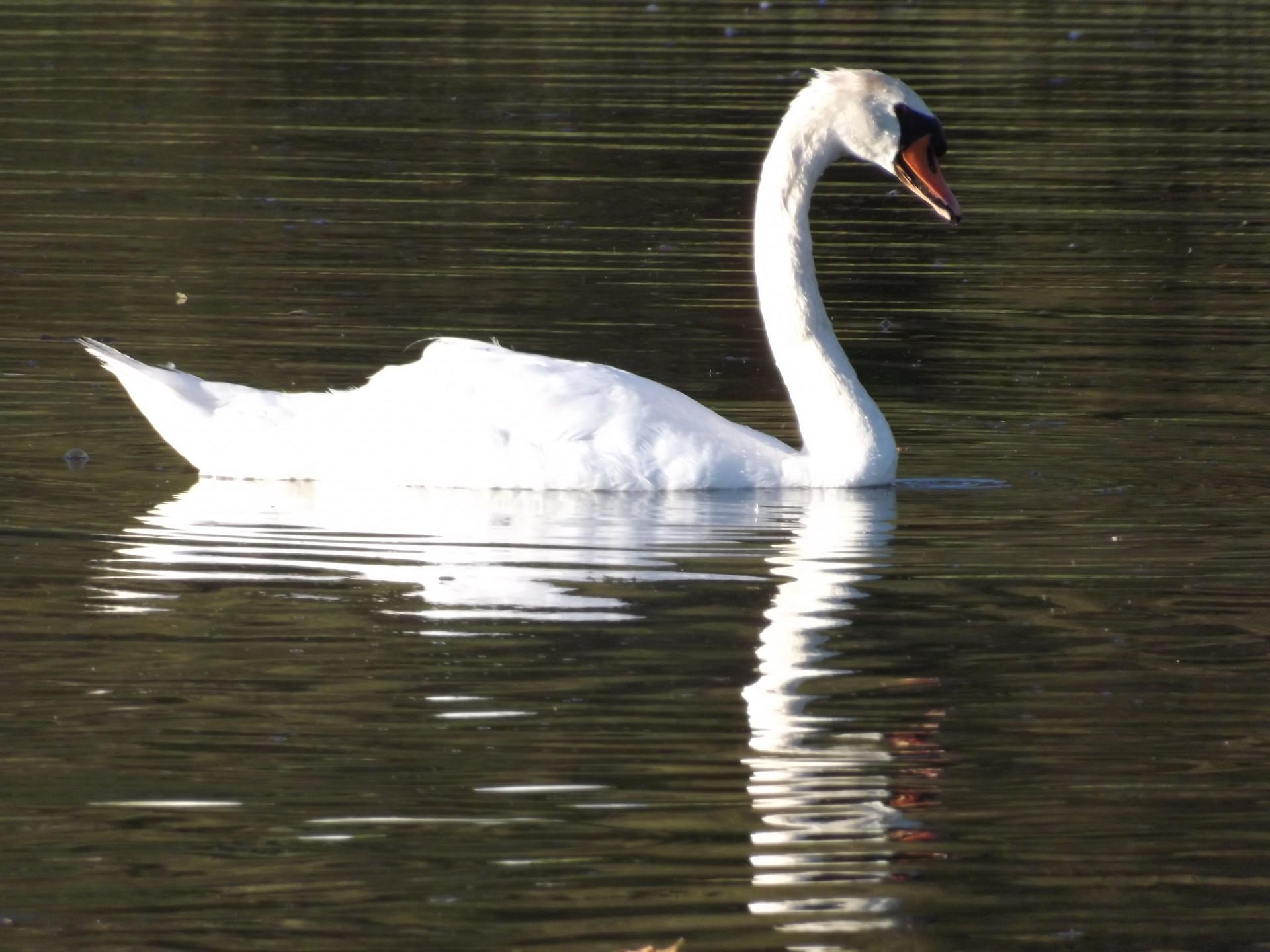 swan white water free photo