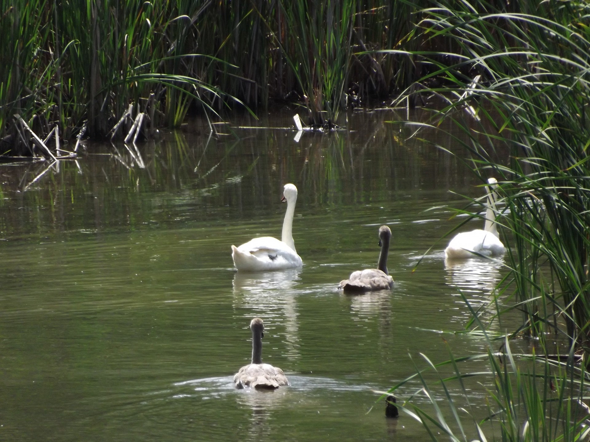 swans white water free photo