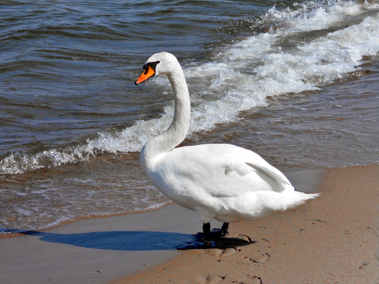 swan sea bird free photo