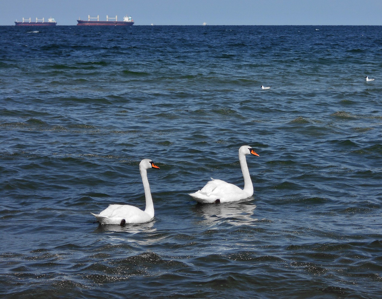 swan sea ship free photo