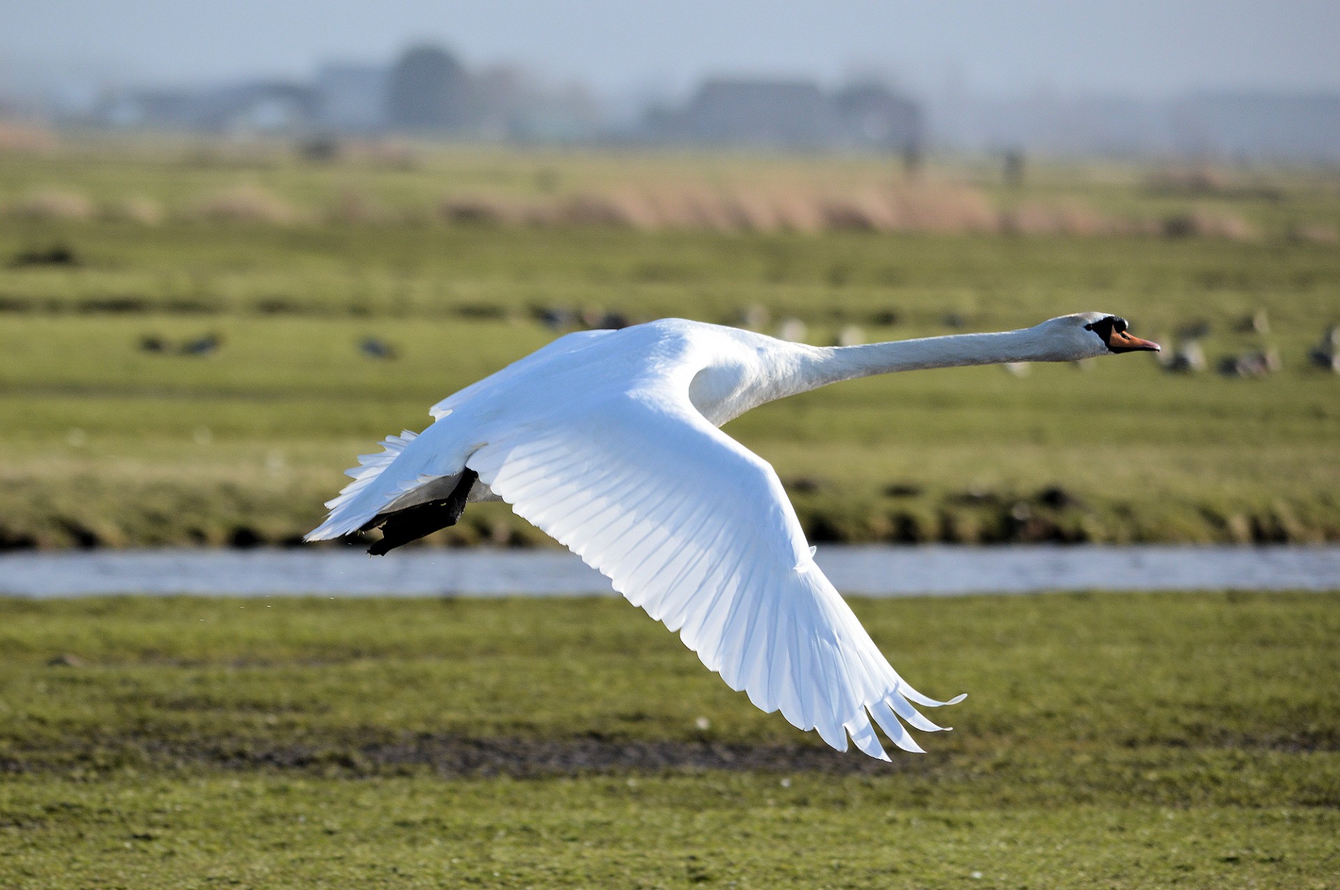 swan bird animal free photo