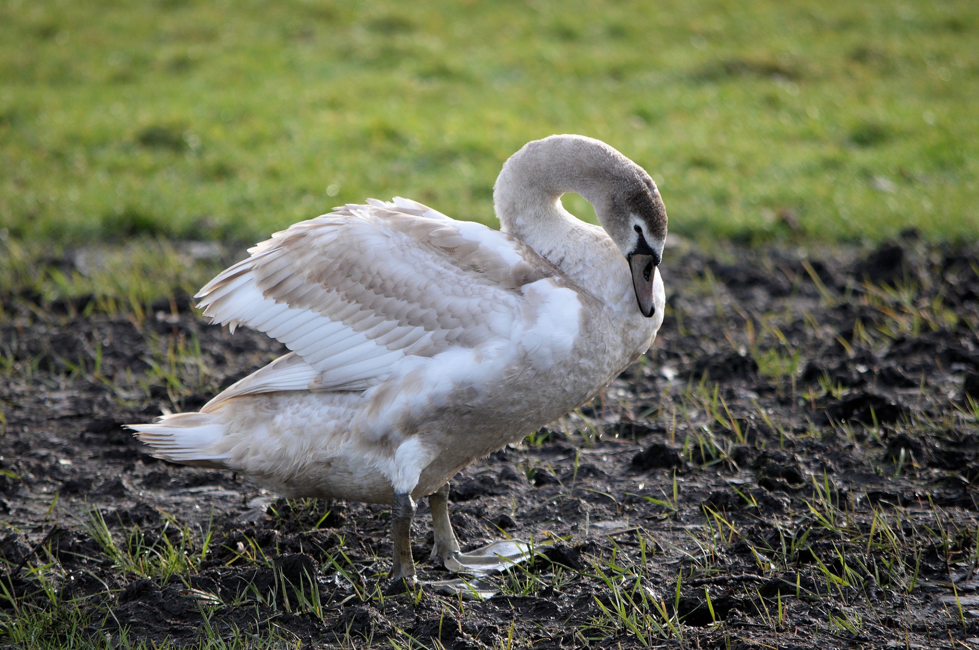 swan young bird free photo