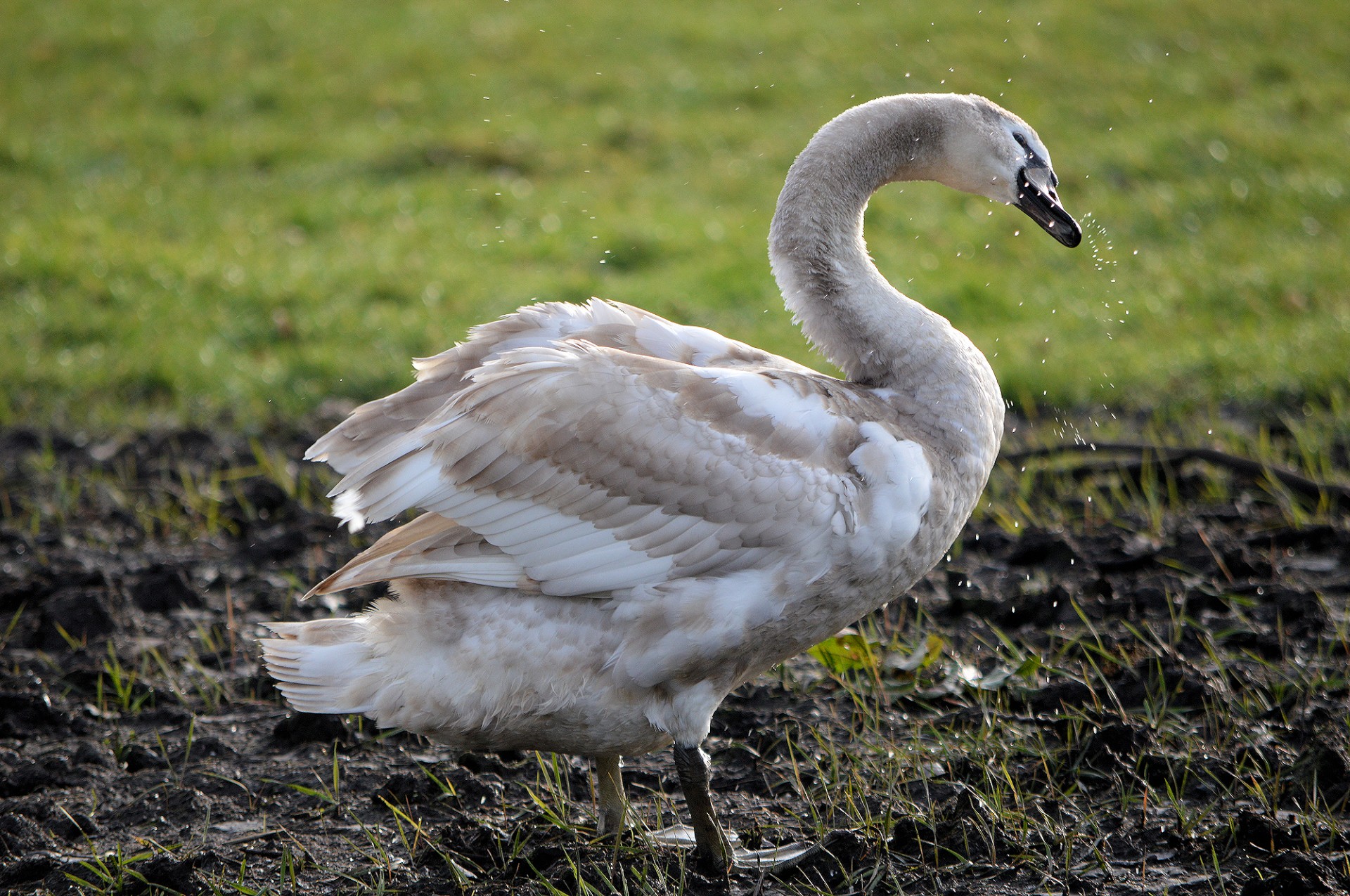 swan young bird free photo