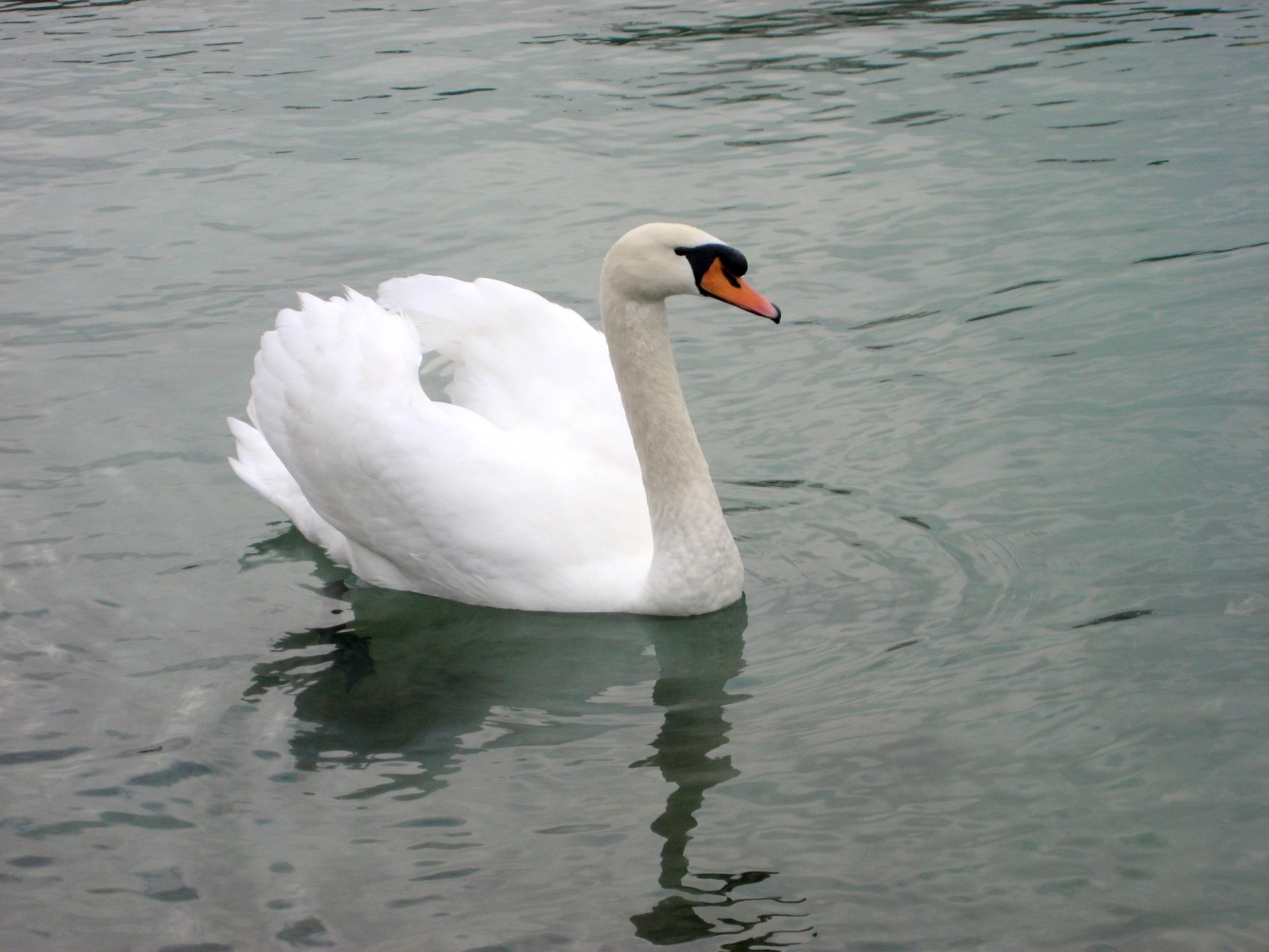 swan bird lake free photo