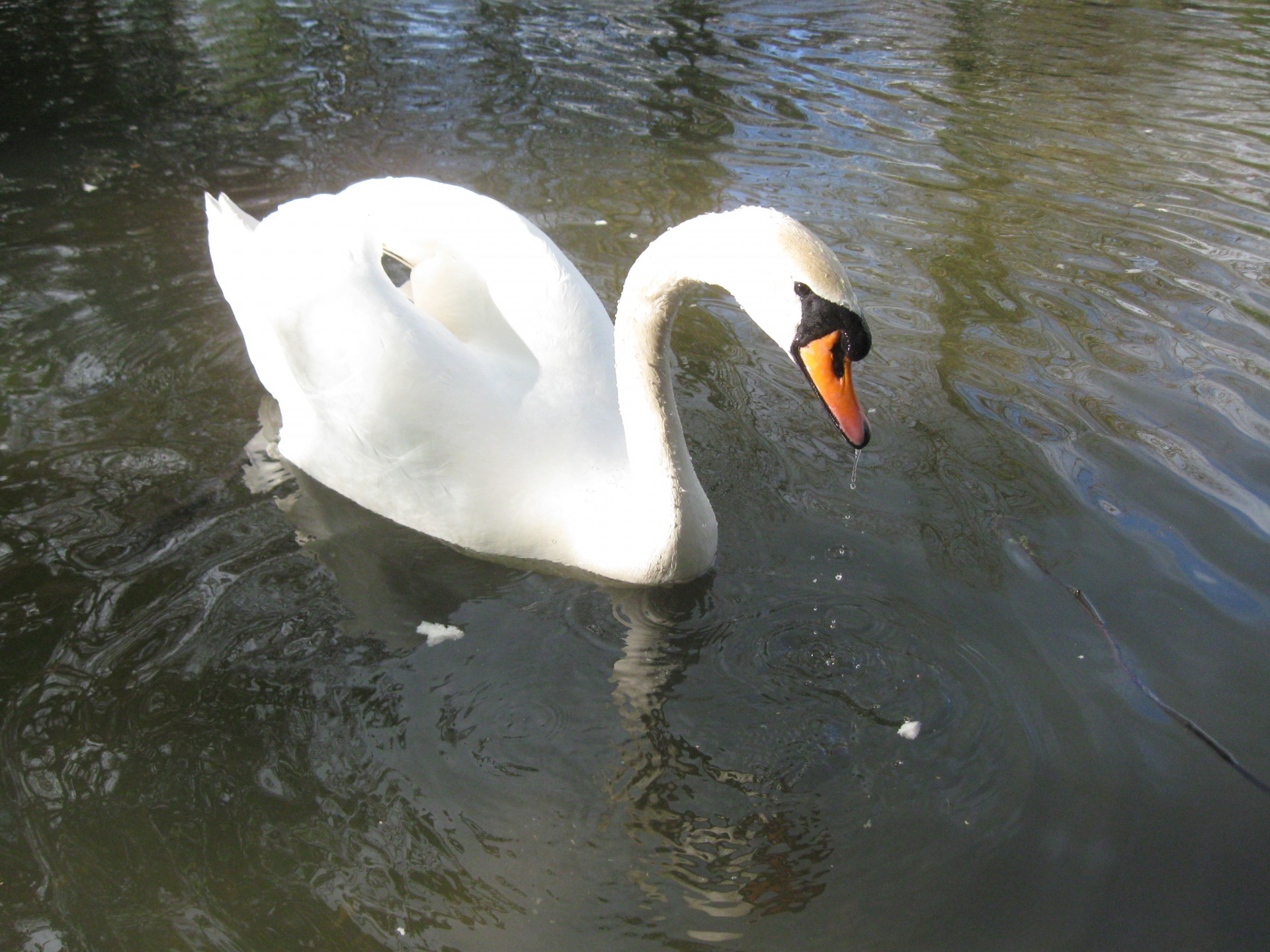 swan water white free photo