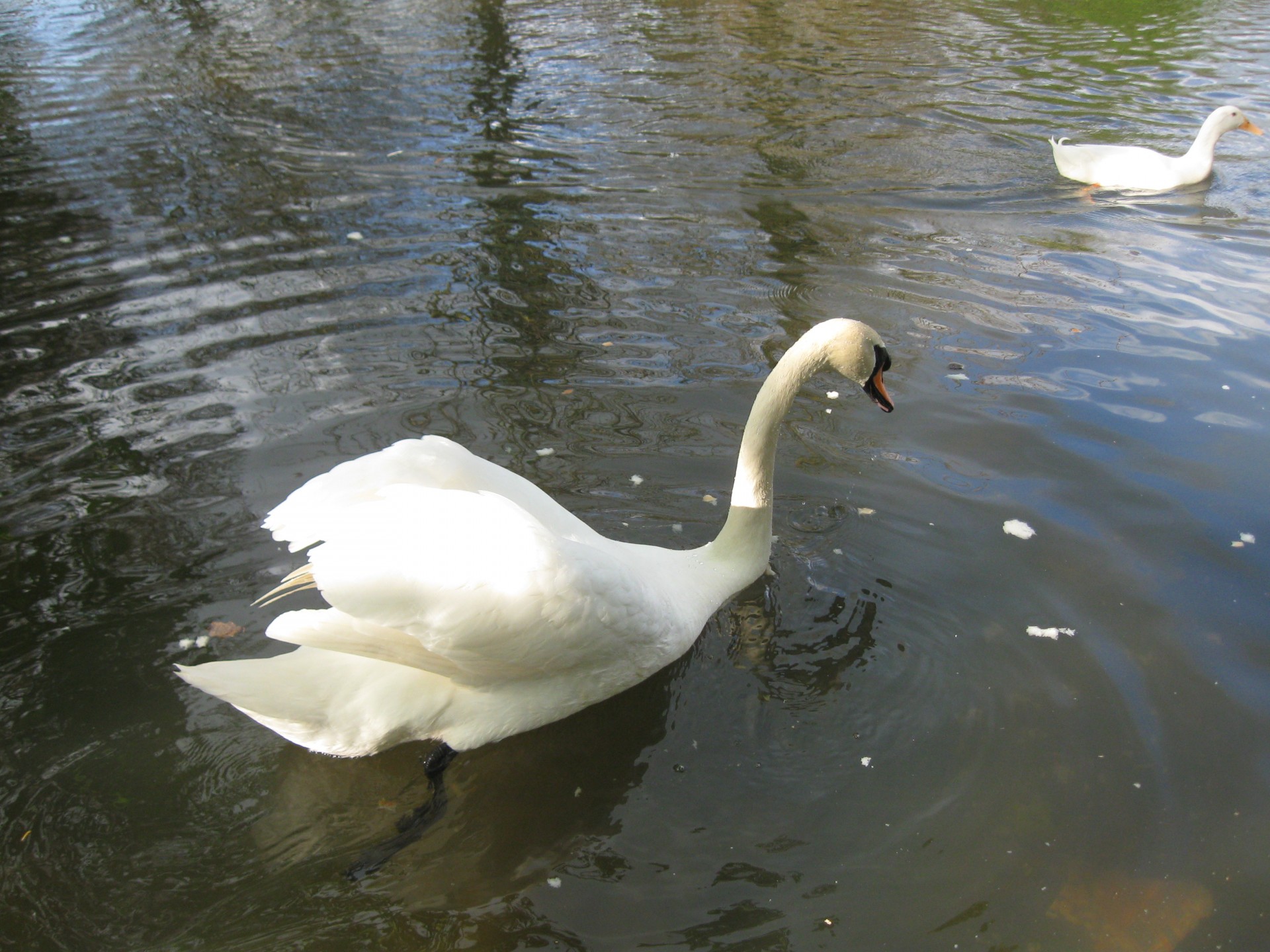 swan water swan free photo