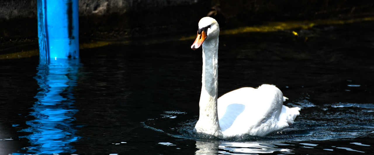 swan garda cinematic free photo