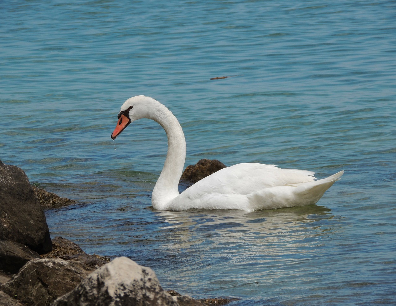 swan water bird free photo