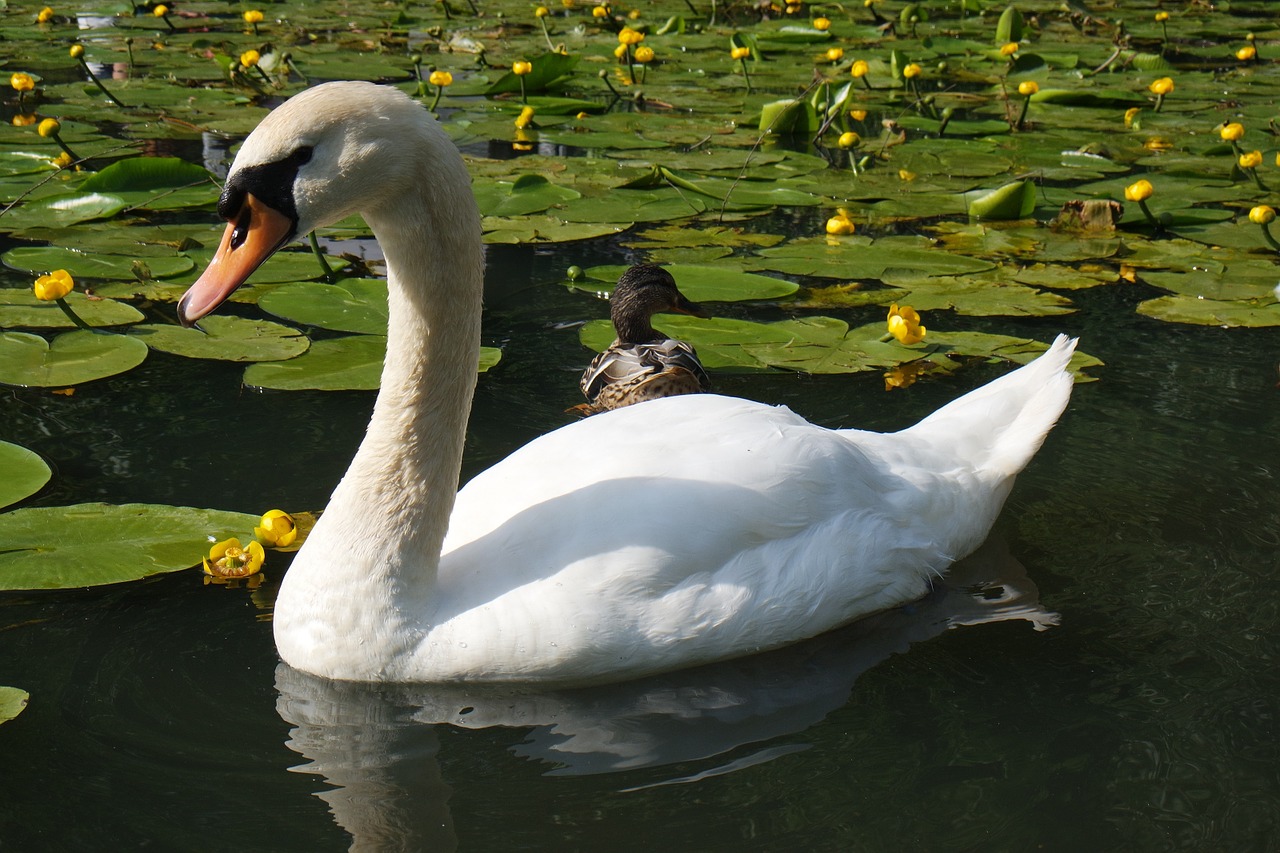 swan swimming water free photo